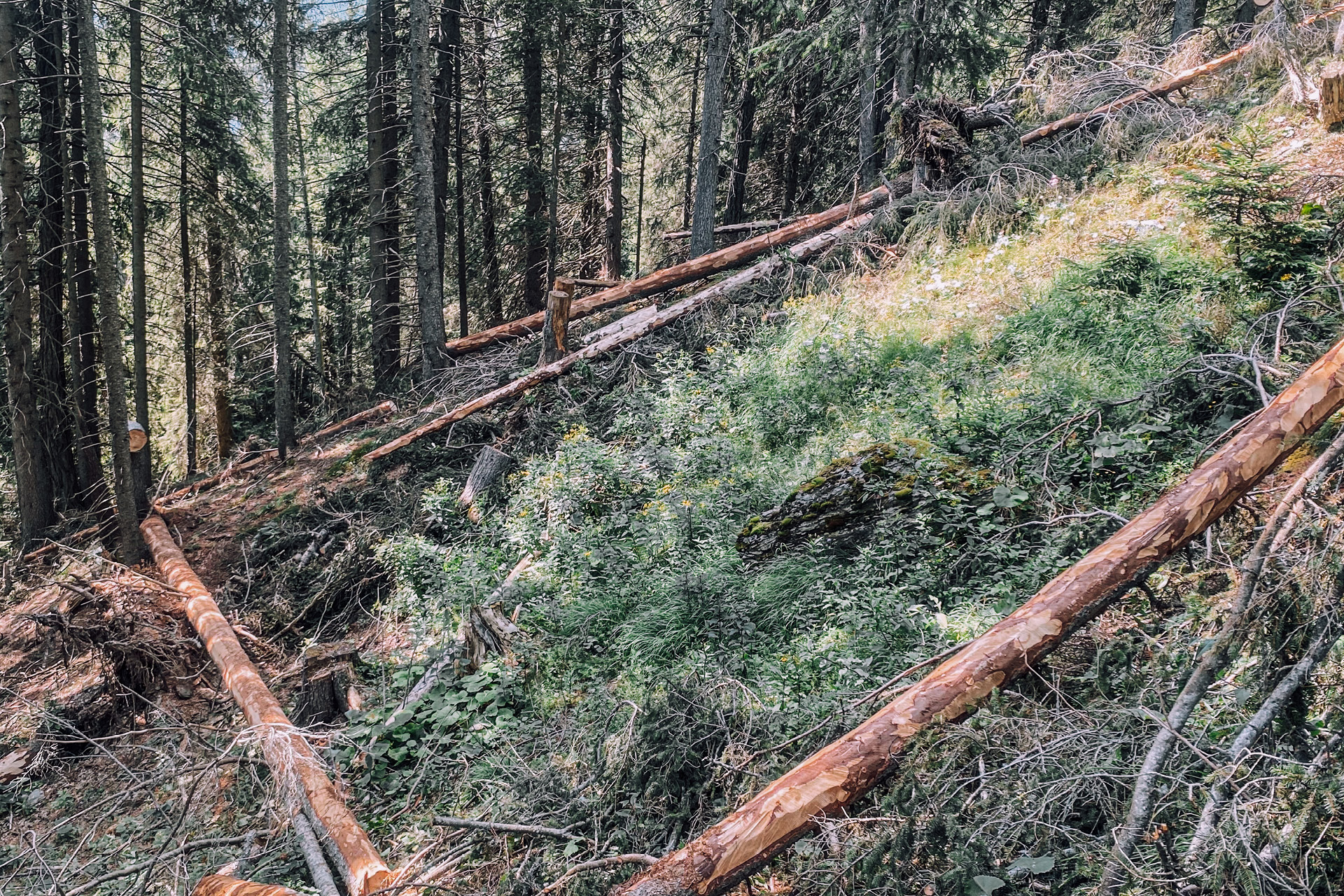 vk-auer-verkehrsfuerhungen-forstwirtschaft-waldarbeit